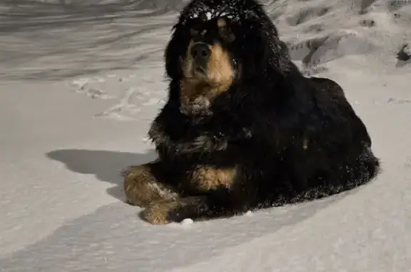Пропала собака, 4-я Дальневосточная улица, 8, Красноярск - тибетский мастиф, девочка по имени Шена - photo
