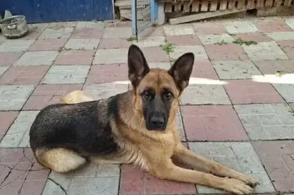 Пропала собака, Новосельская улица, 10, Иваново - молодая немецкая овчарка - photo