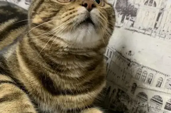 Кошки потеряшки, Краснодар, фото: Потеряшка кот, улица Энгельса, 132, Краснодар - спокойный, очень красивый окрас