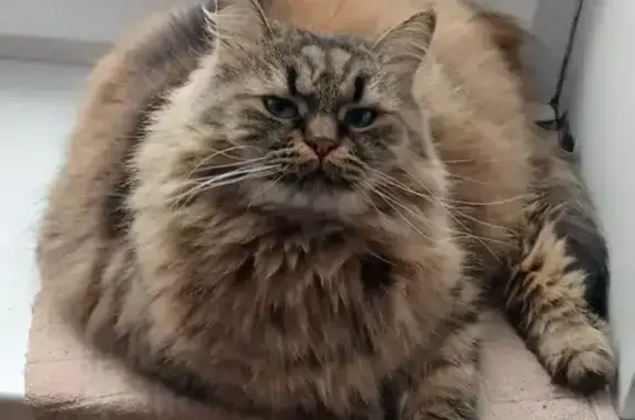 Пропала кошка, улица Коммунаров, 1, Кострома - очень домашняя и пушистая - photo