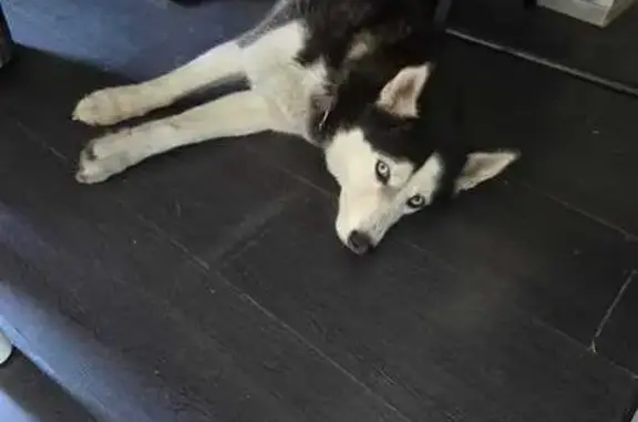 Найденные животные Хабаровск, фото: Найдена собака, Воронежская улица, 49, Хабаровск - девочка похожа на помесь хаски и лайки