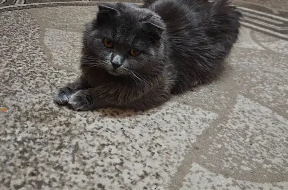 Пропал кот, Стрельбищенская улица, 8, городской округ Пенза - пушистый серой окраски - photo