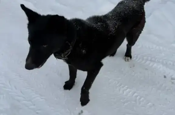 Найденные животные Кемерово, фото: Найден собака, Кемерово - ласковый мальчик с ошейником