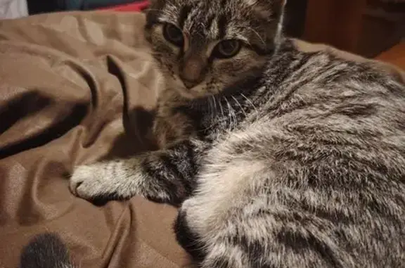 Пропала кошка, 2-я улица Союза Молодёжи, 20А, Новосибирск - трёхцветная, домашняя - photo