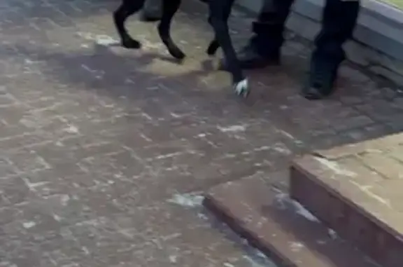 Найдена собака, Ярославль, фото: Найден собака, Московский проспект, Ярославль - бегает в районе