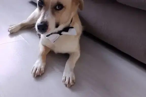 Найденные животные Уфа, фото: Найден собака, мужской, Уфа, Башкортостан