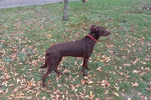 Пропала собака, женский пол, Западное шоссе, городской округ Батайск - шоколадного цвета с белым пятном - photo
