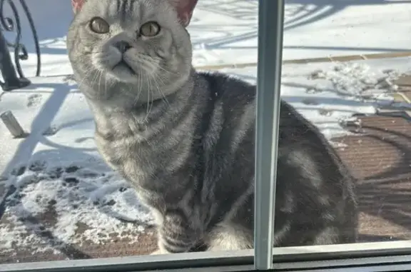 Найденные животные Сарапул, фото: Найдена кошка, улица Гудок, городской округ Сарапул - черепаховый окрас, желтые глаза