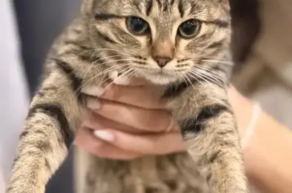 Найденные животные Пермь, фото: Найдена кошка, улица Николая Островского, Пермь