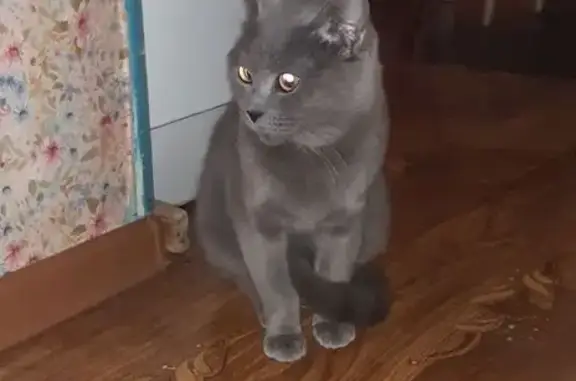 Найдена кошка, Фурманов, фото: Найден кот, Социалистическая улица, 37, Фурманов - умный и приучен к лотку