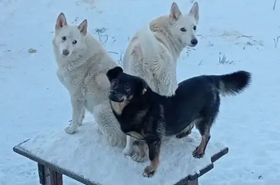 Пропала собака, женский пол, Совхозная улица, 61, Горно-Алтайск - photo