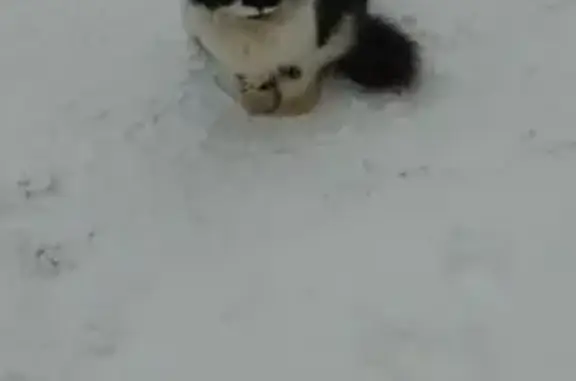 Объявления о пропавших и найденных животных, Селекционной станции, фото: Найдена кошка, Центральная улица, 39А, Селекционной станции - чёрно-белая