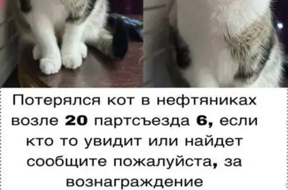 Пропал кот, улица 20-го Партсъезда, 6, Омск - недотрога, не любит незнакомых людей - photo