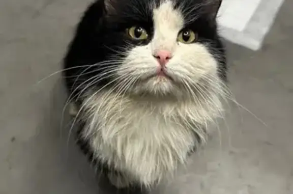 Найдена кошка, Киров, фото: Найден кот, новый мост у отбойников, Киров - чудом уцелел, перепуган