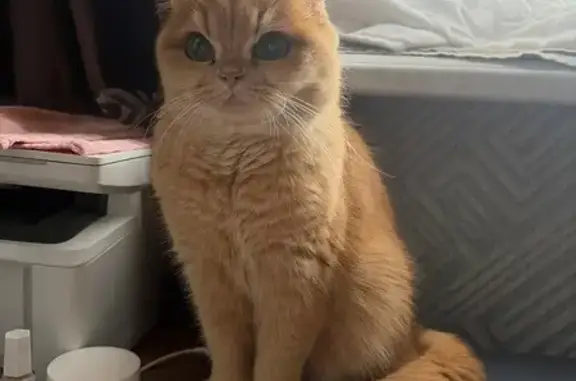 Пропала кошка, Сиреневая улица, 2, Усаду - рыжая британская шиншила - photo