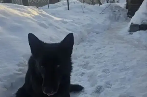 Найдена собака, Ногинск, фото: Найдена собака, 3-я Доможировская улица, 4, Ногинск - чёрная, команды выполняет