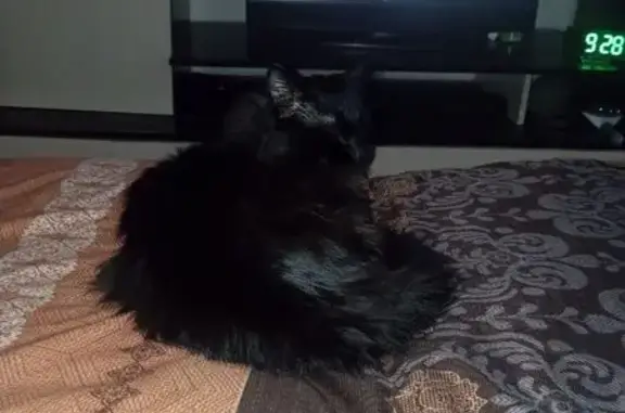 Пропала кошка, улица Попова, Барнаул - photo