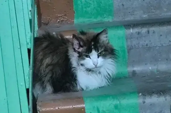 Найдена кошка, Оренбург, фото: Найдена кошка, улица Конституции СССР, 11/2, Оренбург - кровит ушко, чистенькая и домашняя