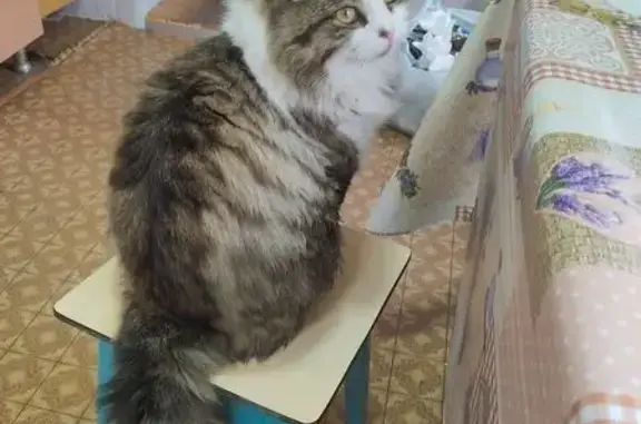 Пропал кот, улица Бойко, 140, Георгиевск - откликается на Тимошка - photo