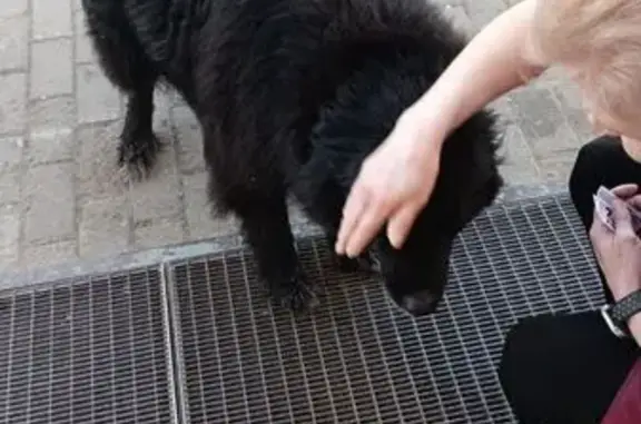 Найденные животные Жуковка, фото: Найдена собака, Красноармейское шоссе, Жуковка - черный, доброжелательный