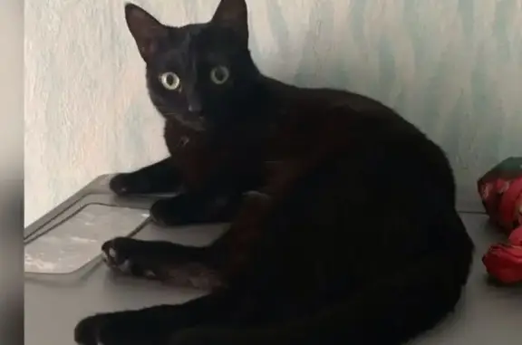 Пропала кошка, улица Тухачевского, 4, Лесосибирск - большие зелёные глаза - photo