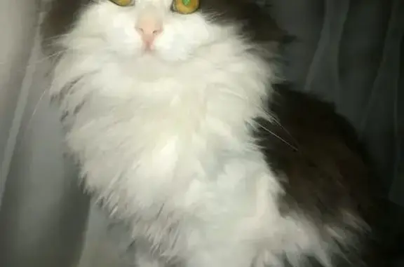 Кошки потеряшки, Красногорск, фото: Потеряшка кот, Новая Московская улица, 8/1, Красногорск - белый с тёмно-серым окрасом