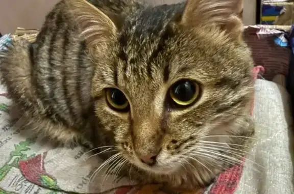 Найденные животные Кузнецовское, фото: Найден кот, 88К-001, Кузнецовское сельское поселение — ласковый, без блох