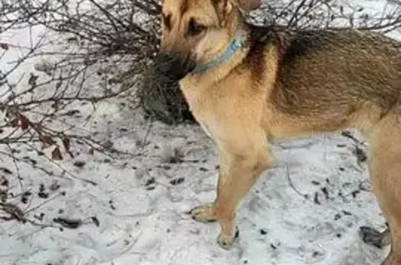 Пропал собака, Красноярск - photo