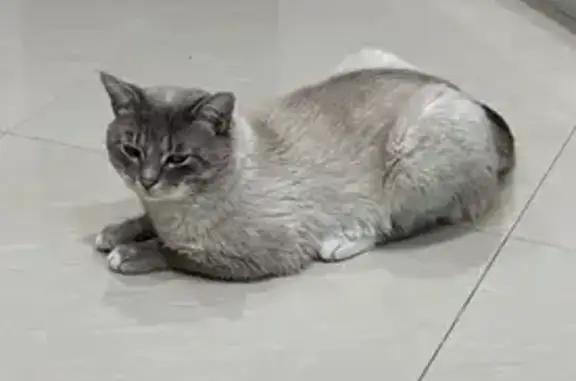 Пропал кот, Хорошая улица, 82, городской округ Пенза - photo