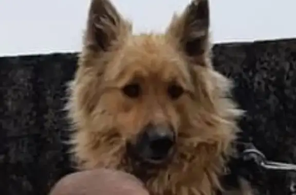 Пропал собака, мужской, улица Энергетиков, 73, Красноярск - photo