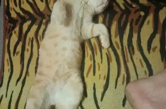 Пропала кошка, Октябрьская улица, городской округ Каменск-Шахтинский - photo