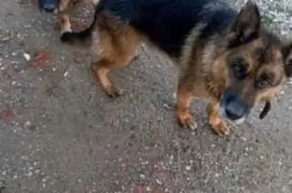 Пропала собака, Западный переулок, 1В, Гурьевск - photo