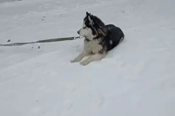 Найдена собака, Новосибирск, фото: Найдена собака, женский пол, Толмачёвская улица, Новосибирск - похожа на хаски