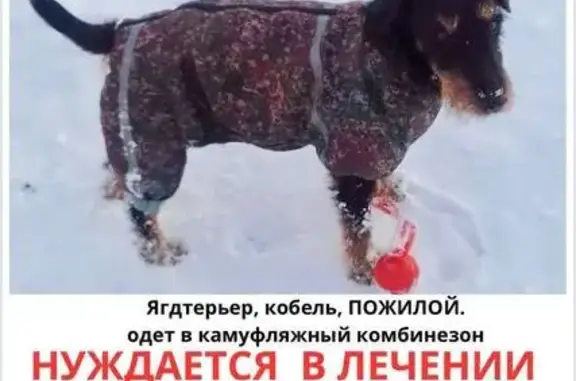 Пропала собака Мальчик, район Коммунарка (rl1151150) - photo