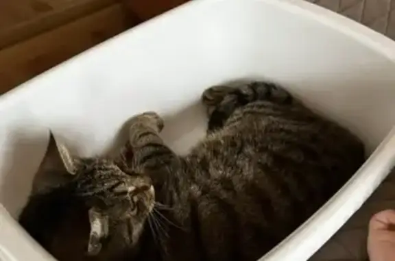 Пропала кошка, Советская улица, 44, Елизаветинская - 12 лет, домашняя - photo