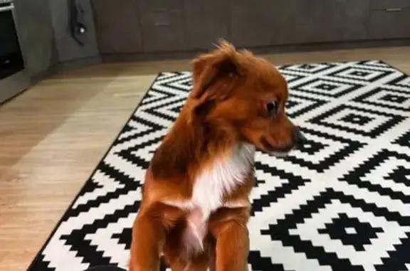 Найденные животные Тюмень, фото: Найдена собака, улица Беляева, 25 к1, Тюмень - рыжая, тело как у таксы