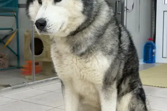 Найденные животные Ижевск, фото: Найдена собака, улица Воровского, 142, городской округ Ижевск