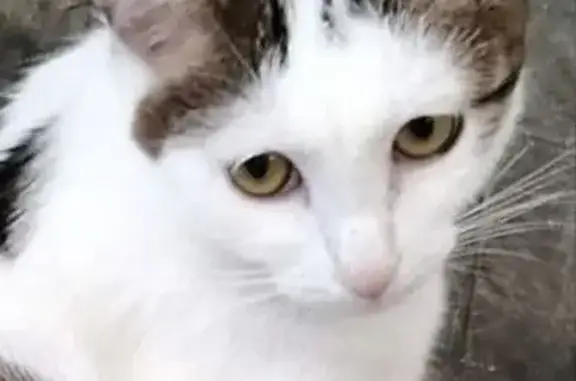 Пропала кошка, улица Бакинских Комиссаров, 2А лит1, Екатеринбург - photo