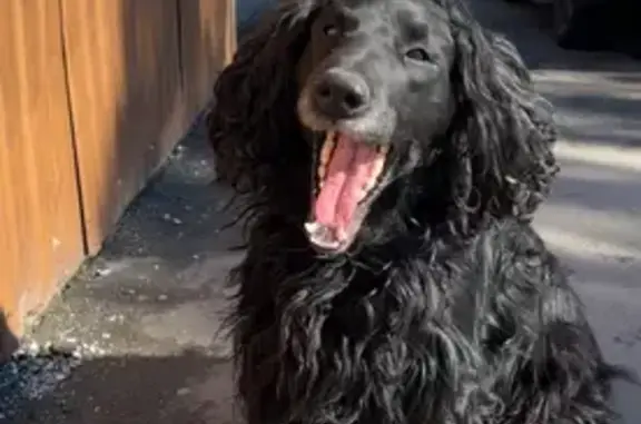 Найдена собака, Сириус, фото: Найден собака, Урожайная улица, 41/3, городской округ Сириус - с ошейником