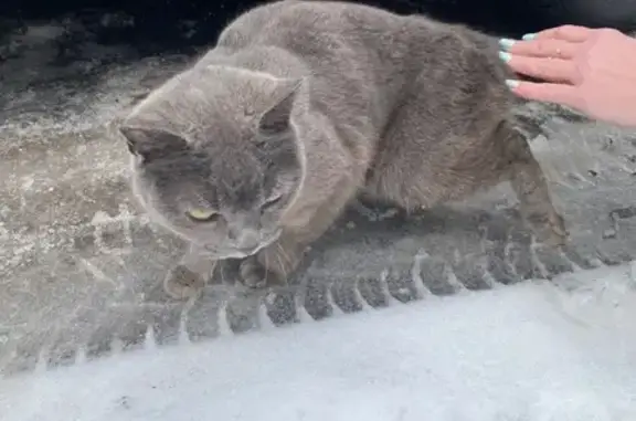 Объявления о пропавших и найденных животных, Москва, фото: Найдена кошка, Вербная улица, 8 к1, Москва - ласковая домашняя