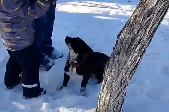 Пропал собака, Прибрежная улица, Павловск - черный с белым воротником - photo
