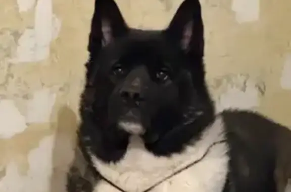 Пропал собака, улица Тургенева, 10, Чебоксары - американская акита с красным ошейником - photo