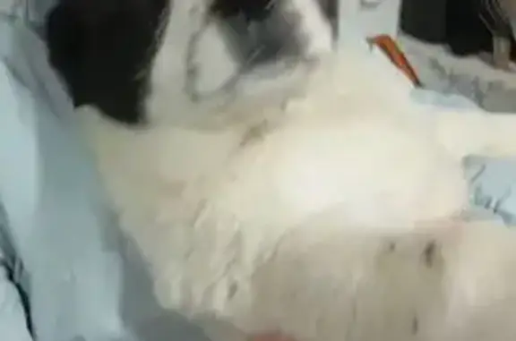 Пропала собака, девочка, Алуштинская улица, Новосибирск - щенок алабая, украли со двора - photo