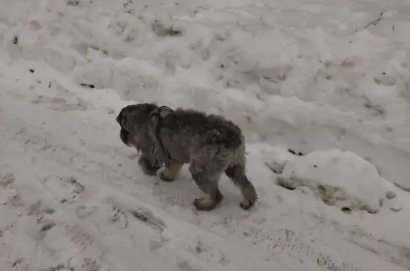Найдена собака, Киров, фото: Найдена собака, Октябрьский проспект, 87Б, Киров - ухоженная в шлейке