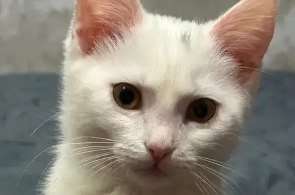 Пропала кошка, улица Первых Коммунаров, 16, Калуга - photo