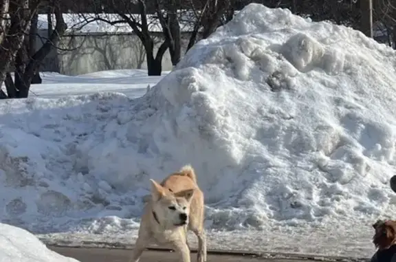 Найдена собака, Москва, фото: Найден собака, Борисовский проезд, Москва - порода акита