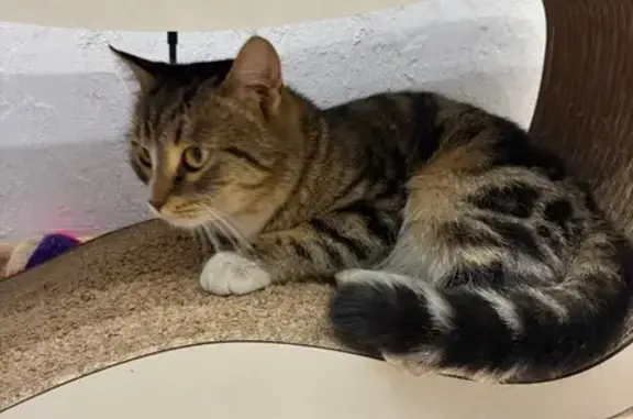 Найдена кошка, Красноярск, фото: Найдена кошка, улица Авиаторов, Красноярск - пятнистая окраска, желтые глаза