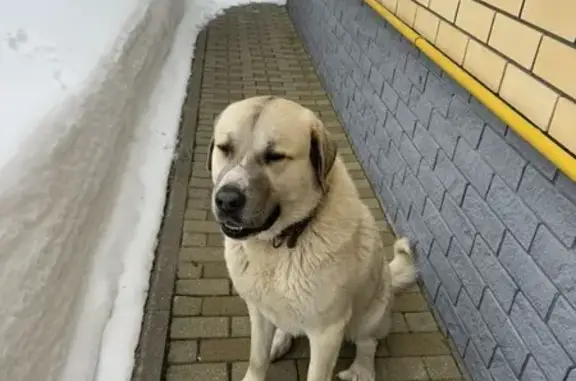 Найденные животные Нижний Новгород, фото: Найден собака, Клинкерная улица, 46А, Нижний Новгород - алабай молочного окраса