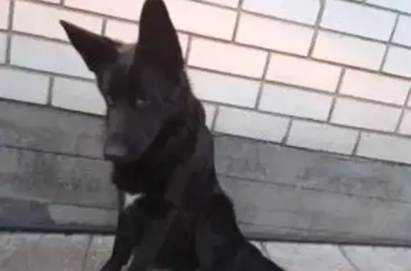 Пропала собака, Луки, Воронежская область - немецкая овчарка, серая - photo