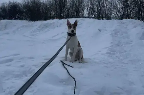 Найдена собака, Гаджиево, фото: Найден собака, мужской, улица Гаджиева, 27, Гаджиево